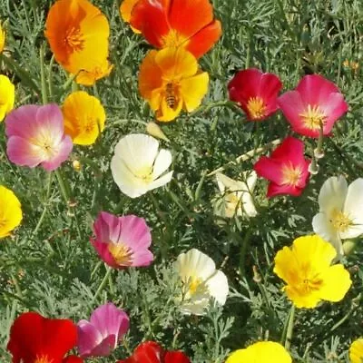 2000 Seeds Californian Poppy Mix Mixed Colourful Seed Flowers Plant Garden Pot • £1.49