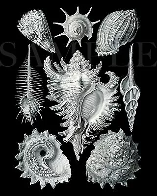 Vintage 1904 Sea Shells Drawing Artwork Picture 8X10 New Fine Art Print Old Vtg • $4.99