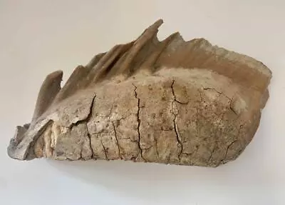 ICE AGE FOSSIL Late Pleistocene Yukon WOOLLY MAMMOTH Lower Tooth 11 Inches • $350