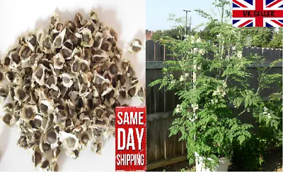 £5.49 • Buy Moringa Oleifera  Drumstick Tree  30 Fresh Seeds. Fast Growing Same Day Dispatch