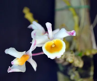 Orchid Species Flask  Dendrobium Pendulum • $41