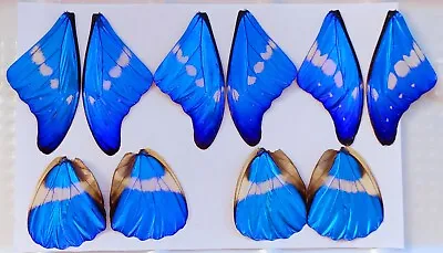 10 Pieces Blue Morpho Helena Butterfly Wings Wholesale Lot Jewelry Artwork  • $75