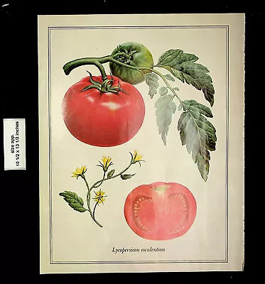 1967 Lycopersicon Esculentum Painting Guy Coheleach Tomato Vintage Print 24519 • $7.48