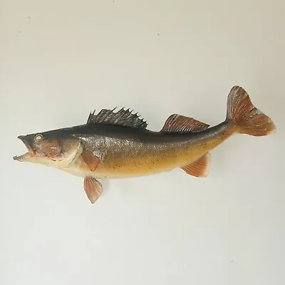 Trophy Walleye Mount 28  Real Skin Game Fish Vintage Taxidermy  • $95