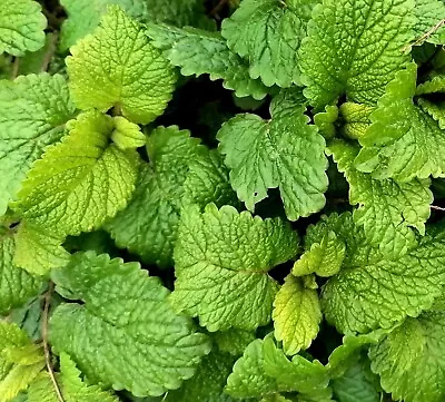 5 Lemon Balm Perennial Herb Tea Culinary Cooking Bare Root Trimmed Plants • £1.99