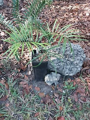 Caribean Cycad Zamia New Providence  • $40