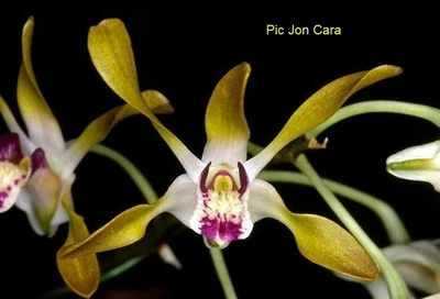 $30 • Buy Orchid Plant 0384. Dendrobium  Canaliculatum (pic Shows Type Of Flower Only) Nic