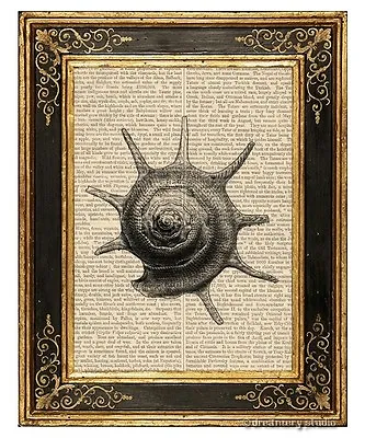 Sea Snail Shell #3 Art Print On Vintage Book Page Ocean Home Office Decor Gifts • $13.99