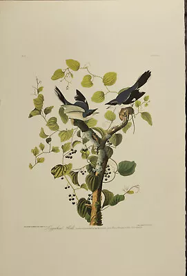 $220 • Buy Amsterdam Audubon Print Loggerhead Shrike LVII  57