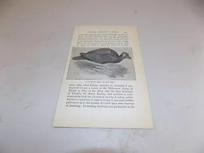 1897 Antique Print Regarding Samoa  / O LE MANU MEA Or RED BIRD • $19.99