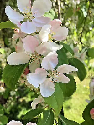 Cydonia Oblonga Quince Sapling Tree Bonsai Starter Plant 15 - 20 Cm High • £6.95