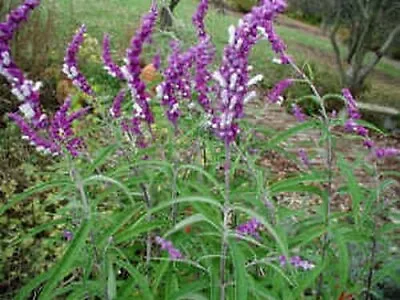 Sage - Mexican - Salvia - Hummingbird Garden • $4.45