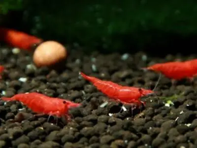 8+2 Red Cherry Shrimp (Neocaridina Davidi) Bonus Free Sample Shrimp Food! • $27.45