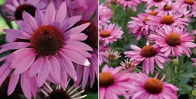 Echinacea (Purple Coneflower) | 100+ Seeds | Easy |  Same Day Dispatch • £2.99