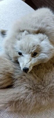 £25 • Buy Vintage Real Fur Blonde Fox Stole Very Good Condition