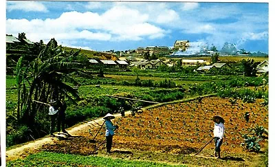 1960's VIETNAM POSTCARD:  GARDEN SCENE AT DA LAT IN THE HIGH COUNTRY • $11.83