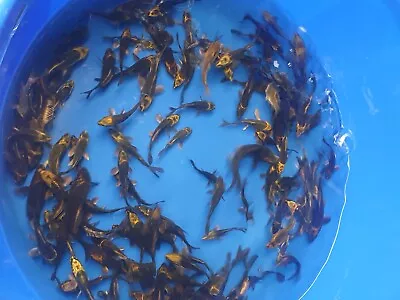 £125 • Buy Ghost Carp Mix Pond Lake Fish 3-4 Inch X50