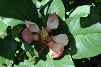 Magnolia Delavayi CHINESE EVERGREEN MAGNOLIA - FRAGRANT FLOWERS - Seeds! • $4.99