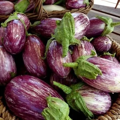 Aubergine Listada De Gandia - Small Oval Purple Eggplant - 30 Seeds - Free P+P • £3.49
