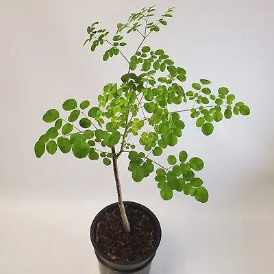 2-3ft Tall Moringa Oleifera Tree Save 6 Months Of Grow Time AKA Miracle Tree • $94.88