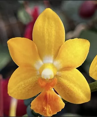 Phal. Yaphon Cupid In Spike Fragrant Flowers Mericlone FREE Shipping • $41