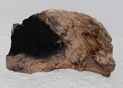 Old Stock Display Specimen Of Black Ash Petrified Wood McDermitt Oregon Blue • $24.98