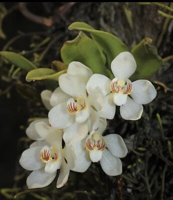 $34.95 • Buy Australian Native Orchid Sarcochilus Falcatus (orange Blossom)