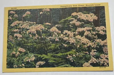 Vintage Linen Postcard ~ PA State Flower Mountain Laurel ~ Pennsylvania PA • $1.95