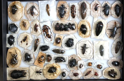 £16 • Buy Very Good Load Of Bugs From Peru