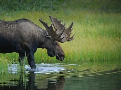 3d Wildlife Lenticular Print / Picture / Wall Art - Moose (3-flip) • $29.95