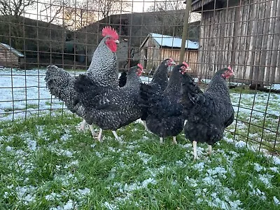 12x Cuckoo Marans Large Fowl Hatching Eggs Dark Egg Strain • £35