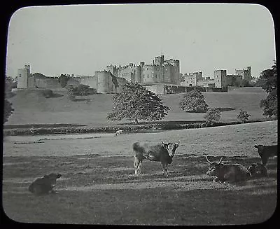£15 • Buy Glass Magic Lantern Slide CATTLE NEAR ALNWICK CASTLE C1890 PHOTO NORTHUMBERLAND