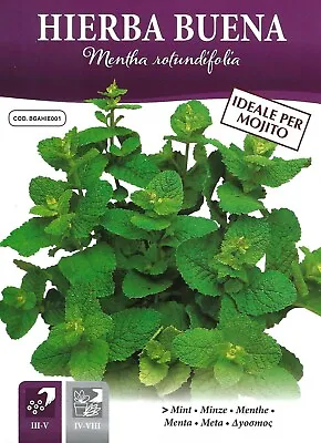 Mint - Round Leaved - 0.1 Gram Approx 1250 Seeds - Pictorial Packet • £2.39