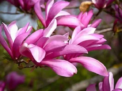Magnolia Betty Plant/tree 9cm Pot Hardy Shrub Purple/pink/white Flowers • £12.49