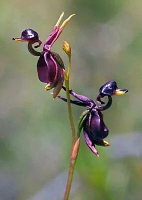  Major Flying Duck  Dark Purple Orchid Flower Seeds Garden Potted Flower Seeds • $8.71