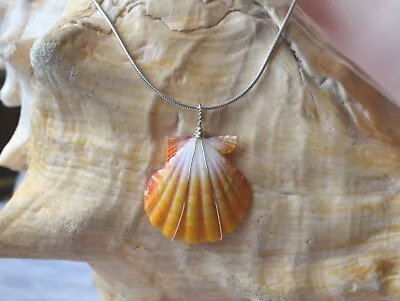 Bright Yellow Sunrise Shell 30.20 Mm (Pecten Langfordi) Silver Wire+ Snake Chain • $85