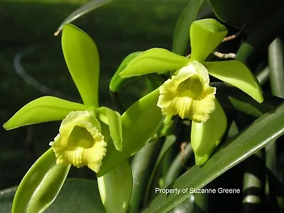 Vanilla Planifolia Flower Orchid Plant Vine Rope Bean Pod LOT 6 Cuttings Extract • $479.60