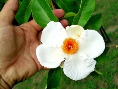 20 FRANKLIN TREE SEEDS - Franklinia Alatamaha • £5.23