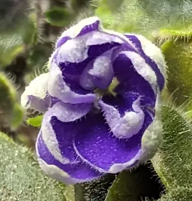 African Violet Plant * ROBS LILLIPUTIAN * Miniature Girl Foliage 1985 Vintage • $9