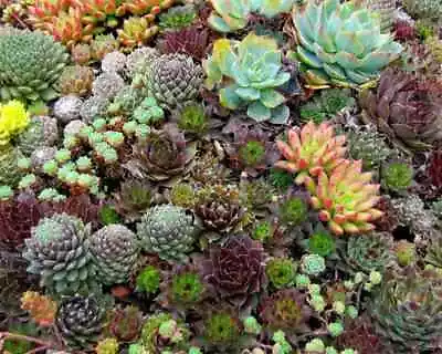 House Leek Sempervivum Hybridum Mixed 110 Seeds+FREE REUSABLE PLANT LABEL • £1.15