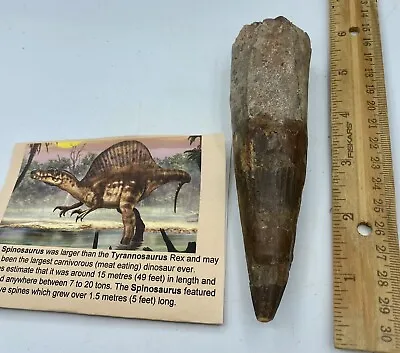 Spinosaurus 5 1/2” Tooth Dinosaur Fossil Before T Rex Cretaceous AC2 • £233.52