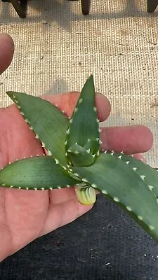 Aloe Pearsonii  Pup X 1 ( Cutting) Very Rare Aloe/ Succulent 02/02/2024 • $450