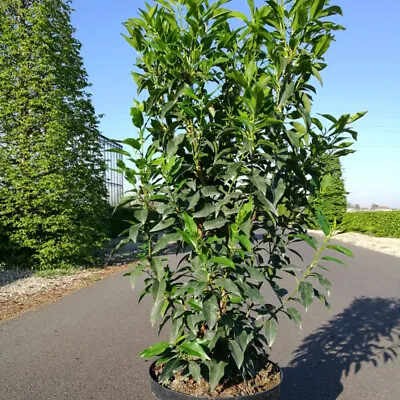 T&M Portugal Laurel Prunus Lusitanica Angustifolia 3L 10L Or 25L Potted Plant • £31.99