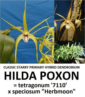 $25 • Buy THG Orchid DENDROBIUM Hilda Poxon  Seedling  In A 68mm Tube