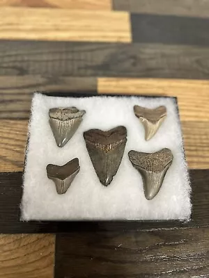 CHUBUTENSIS CALVERT CLIFFS MARYLAND FOSSIL  SHARKs Teeth MEGALODON Era • $125