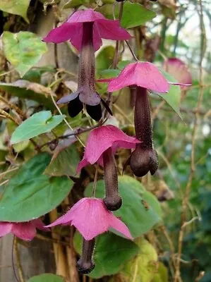 Rhodochiton Bell Vine Seeds Purple Bell Vine 25 Seeds • $7.25