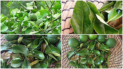 Fruit Seed Mangosteen Lime Orange Lemon Mandarin Passionfruit Longan Pomegranate • $15.95