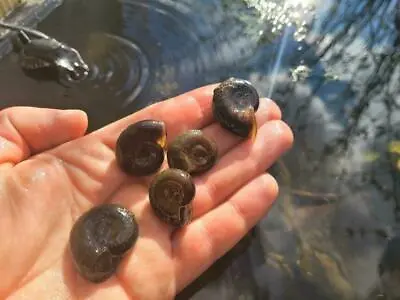 £21.99 • Buy 5 Great Ramshorn Snails - Native Freshwater Species - Ideal For Wildlife Ponds