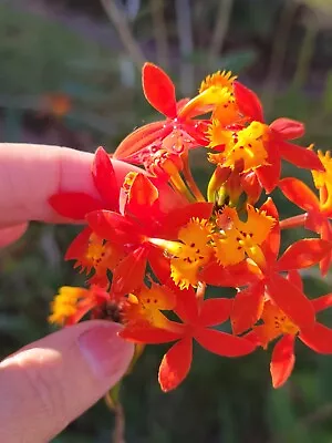 Epidendrum Radicans-fire Orchid-large Live Plant-crucifix Orchid In 4  Pot • $14.99