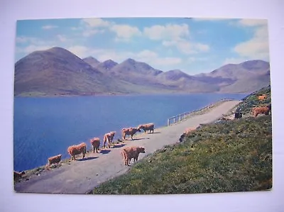 Skye Postcard - Red Hills From Loch Ainort - Highland Cattle. (J Arthur Dixon) • £2.79